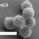 Syn1.0, created in 2010, was the world’s first synthetic genome. Image: Hutchison et al., 2016/Science
